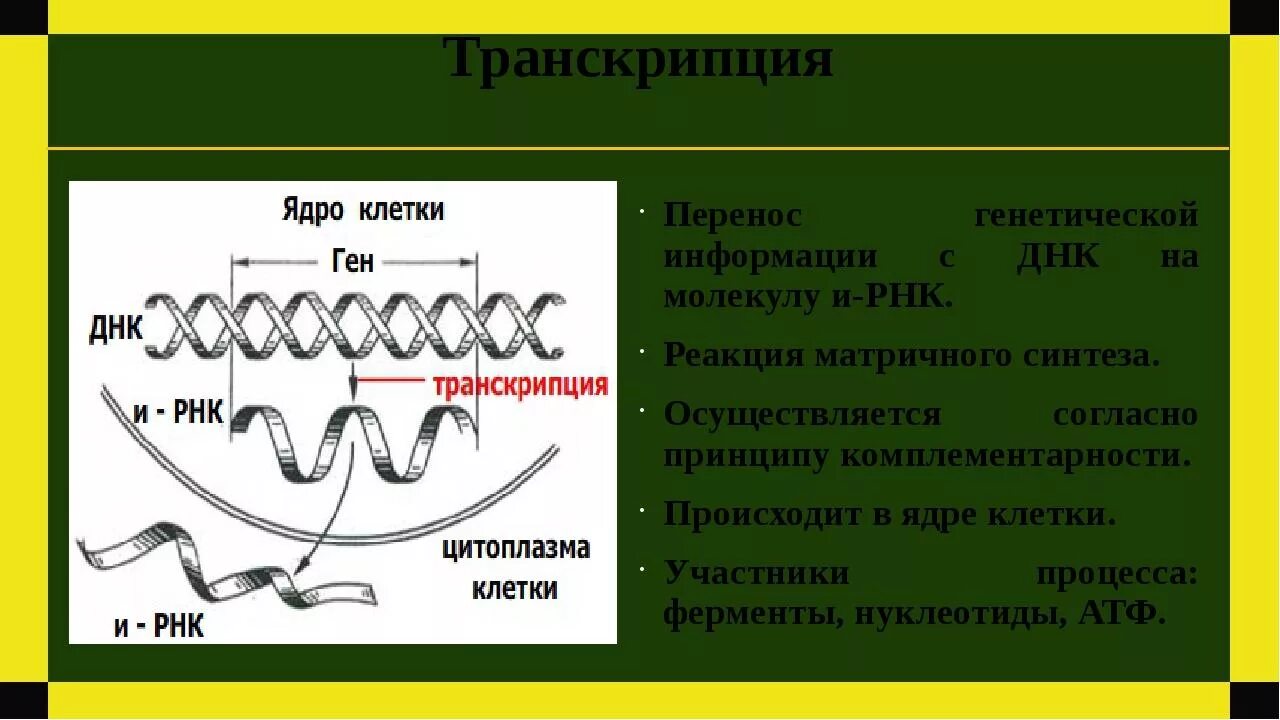 Транскрипция биология. Транскрипци в биолонмм. Процесс транскрипции осуществляется в. Процесс транскрипции РНК. Описание процесса транскрипции