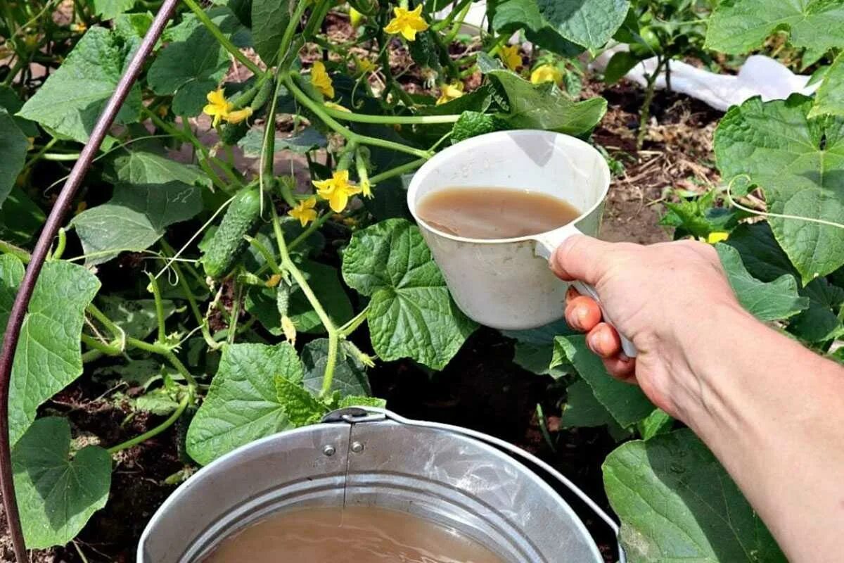 Подкормка огурцов золой. Подкормка огурцов для хорошего урожая. Рассада огурцов в теплице. Картошку удобряют навозом. Зола для огурцов в теплице.
