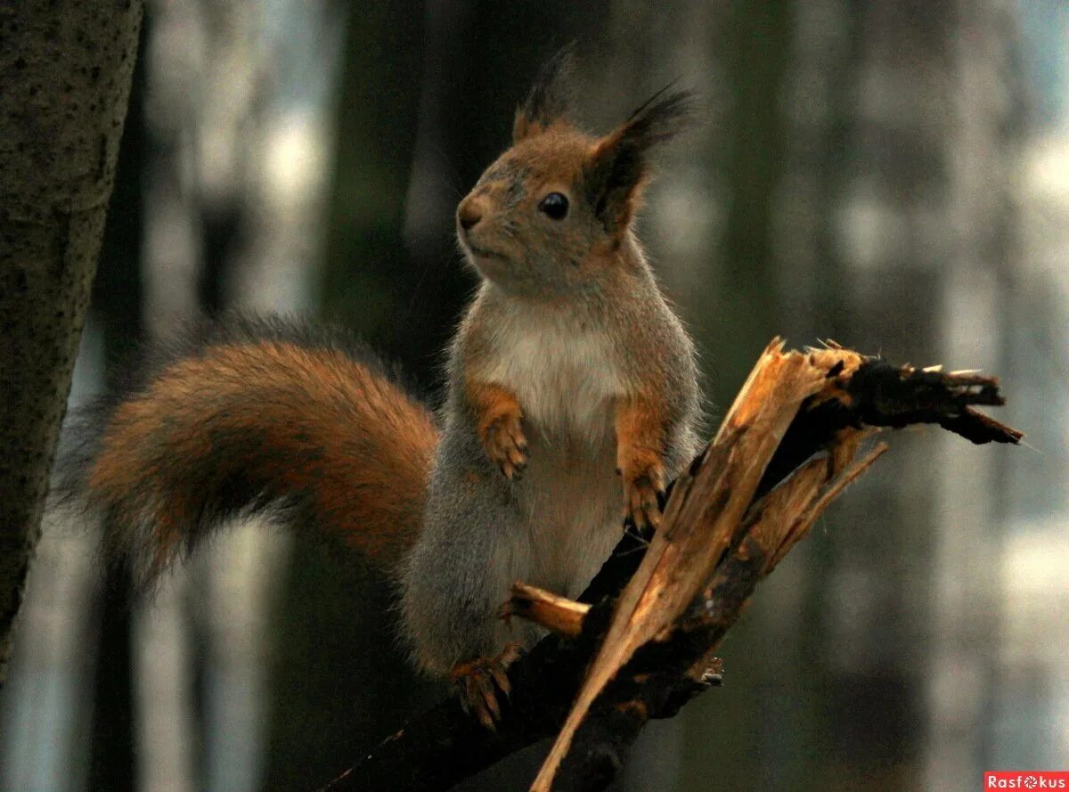 Кудяблики. Кудяблики. Кудяблик блюдо. Кудяблик блюдо. Кудяблик блюдо.