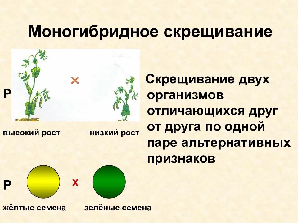 Чистые линии с альтернативными признаками. Моногибридное скрещивани. Моногибридное скрещивание и дигибридное скрещивание. Генетика моногибридное скрещивание. Моногибридное скрещивание цветки гороха.