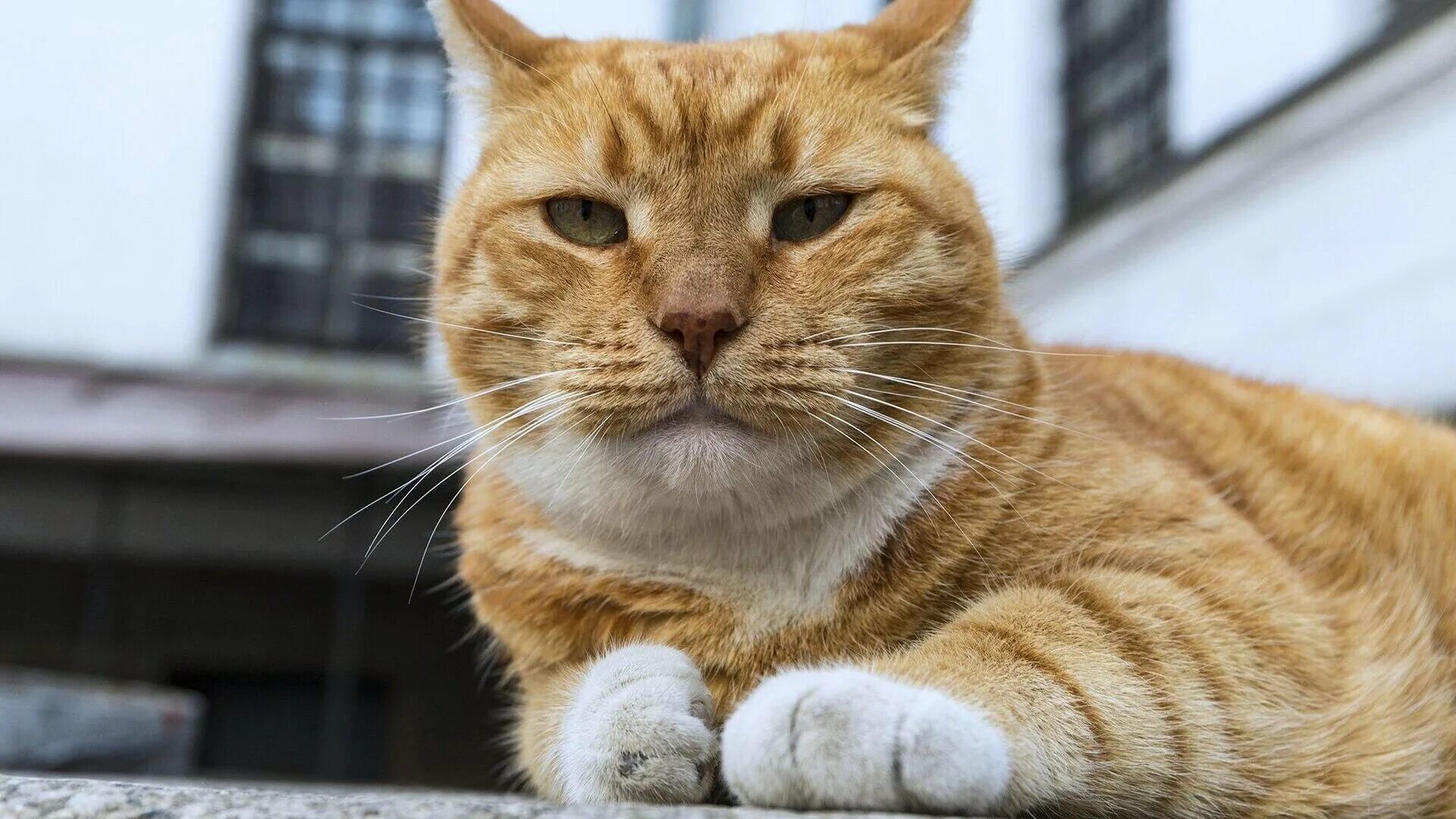Коты выборга. Коты выборга