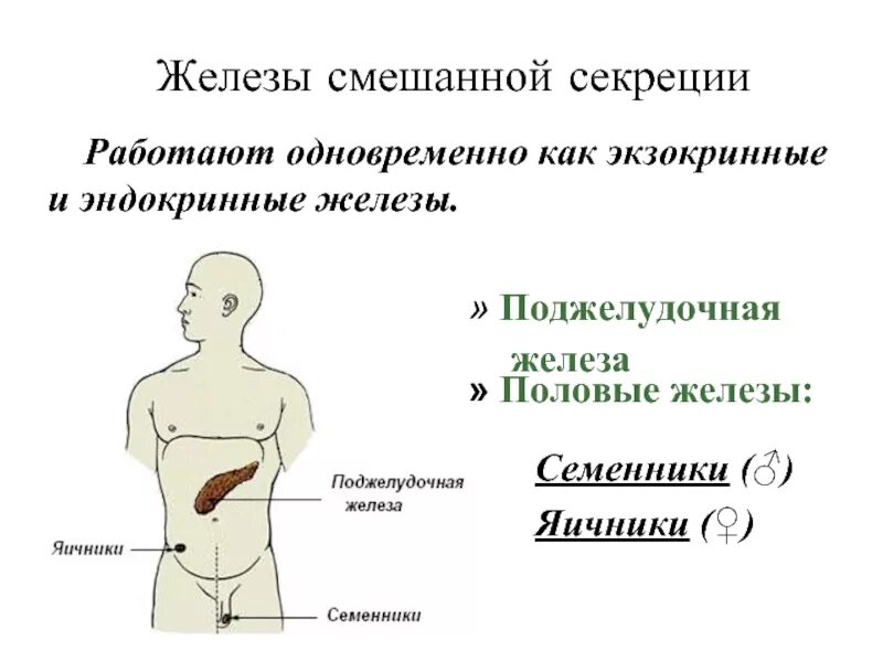 Железы смешанной секреции. Семенники железа внутренней секреции. Железы внутренней секреции экзокринных. Половые железы смешанной секреции.