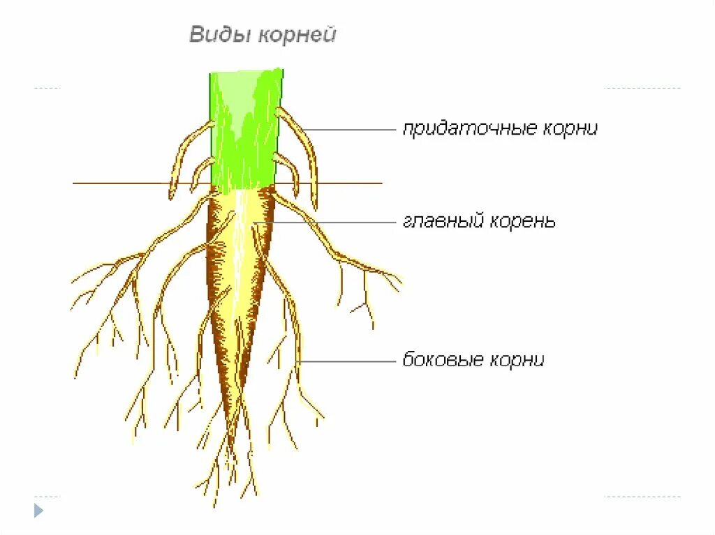 Корень (ботаника) морфология корня. Строение корня растения. В корневой системе отсутствуют придаточные корни