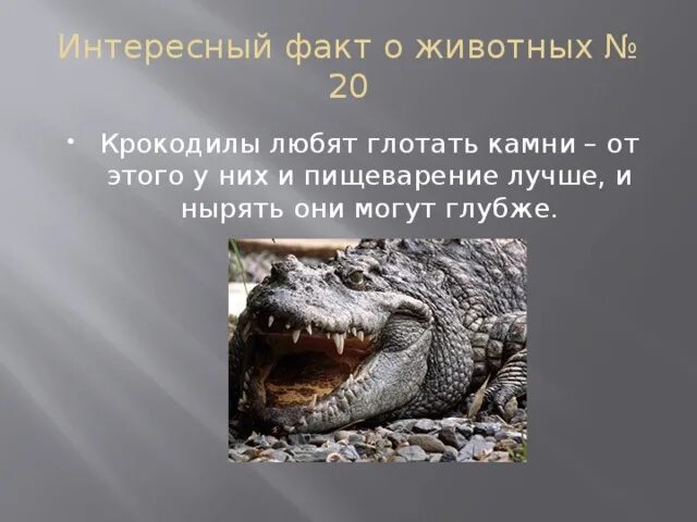 Фактов о животных 3 класс. Интересные факты о животных 7 класс. удивительные факты о животных презентация. факты о любом животном. интересные факты о хищных животных.