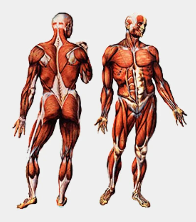 Structured body. Мышца любви. humano. ronado body structure.