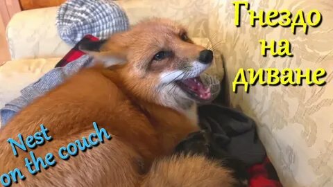 Алиса лис видео
