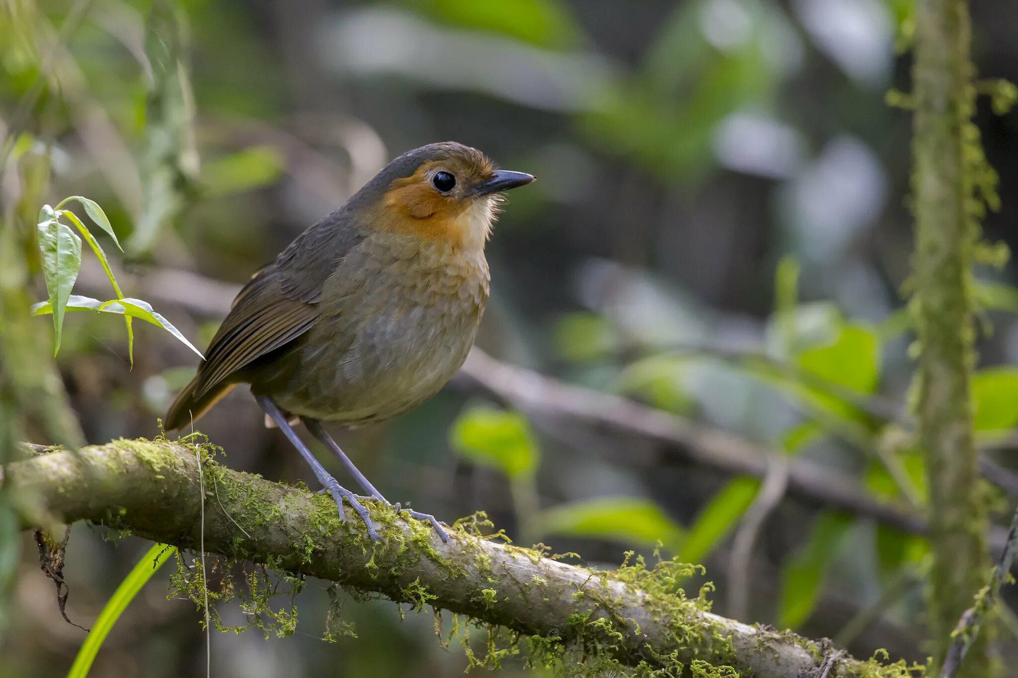 Grallaria rufocinerea. Граллярия. Grallaria kaestneri. J birds