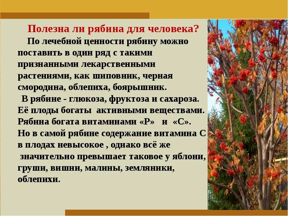 Срубил рябину отец по пьянке. Народные приметы о рябине. Рябина полезные свойства. Народные приметы связанные с рябиной. Рябина характеристика.