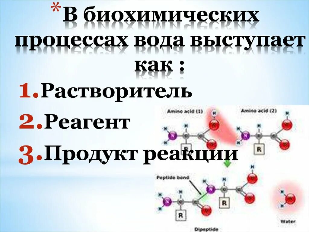 Биохимические реакции в организме. Биохимические процессы в воде. Виды биохимических процессов.