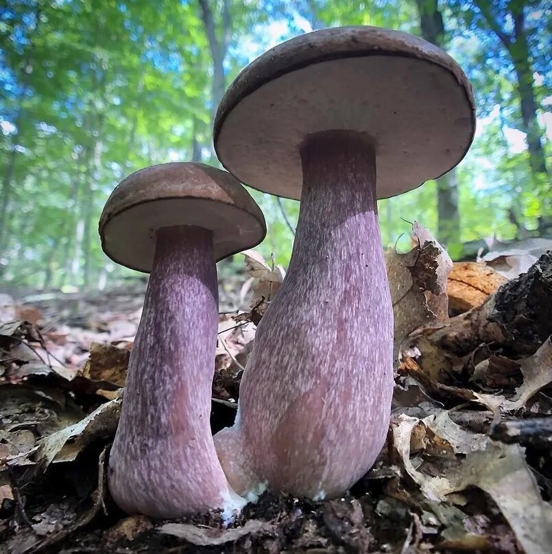 Tylopilus plumbeoviolaceus. Желчный гриб горчак. Порфировик ложноберезовиковый. Тилопил свинцово-фиолетовый (Tylopilus plumbeoviolaceus). Подберезовик пластинчатый