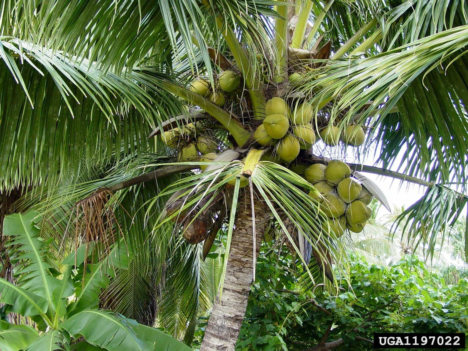 Coconut перевод на русский. Пальма Кокос орехоносный. Дуриановая Пальма. Кокосовая Пальма верхушечная Пальма. Семена пальмы кокоса.