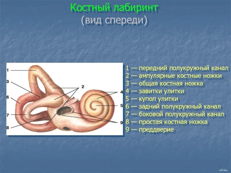 Внутреннее ухо костный Лабиринт. Костный Лабиринт полукружные каналы ножки. Костный Лабиринт латынь. Строение костного Лабиринта внутреннего уха. Лабиринт улитки уха