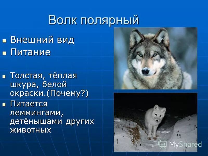 Описание волка. Доклад про волка. Внешний вид волка. Волк описание для детей. Волков 3 класс тесты