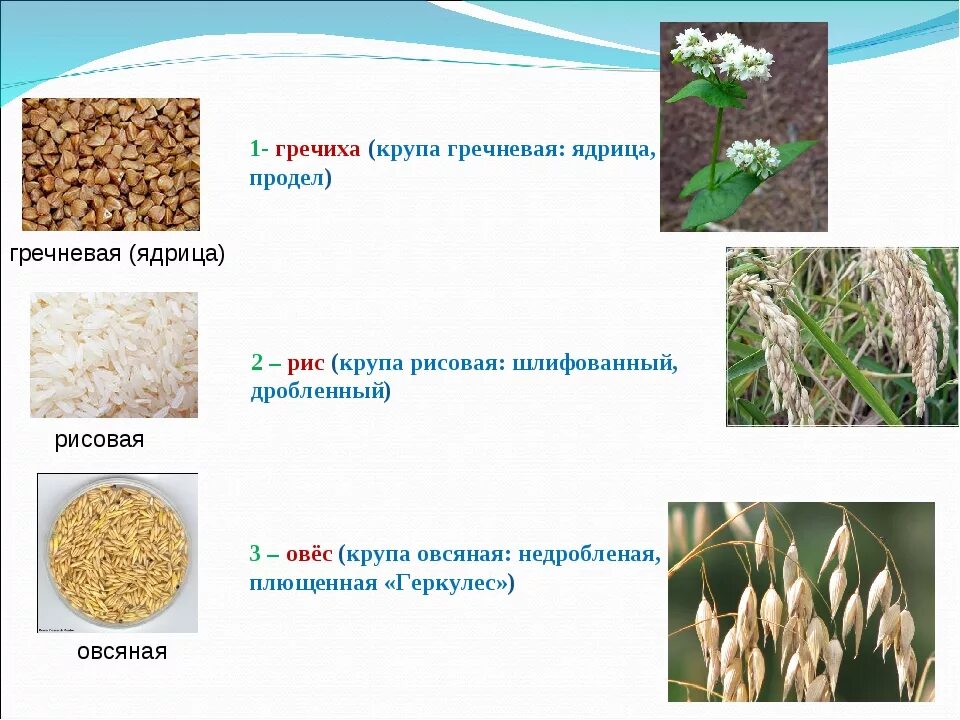 Из какого происходит рис
