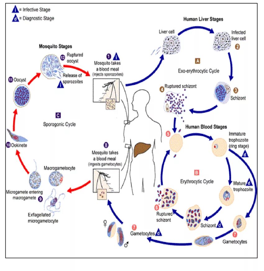 Малярийный плазмодий жизненный цикл промежуточный хозяин. Эритроцитарный цикл плазмодия. Жизненный цикл малярийного плазмодия. Цикл развития малярийного плазмодия кратко. Стадии развития малярийного плазмодия.