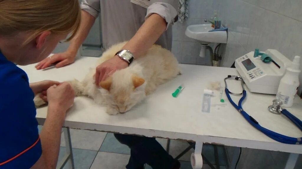 Клиническое исследование кошки. Забор крови Ветеринария.