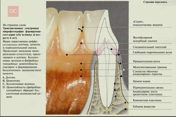 Строение пародонта и периодонта. Пародонт строение и функции. Строение зуба в Десне анатомия. Прикрепленная десна