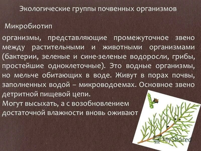 Экологические группы почвенных организмов. Экологические группы водных организмов. Почвенные растения. Группы почвенных организмов