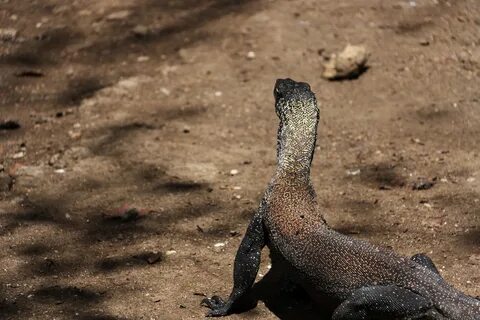 Comodo dragon