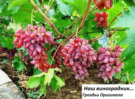 Саженцы винограда ростов