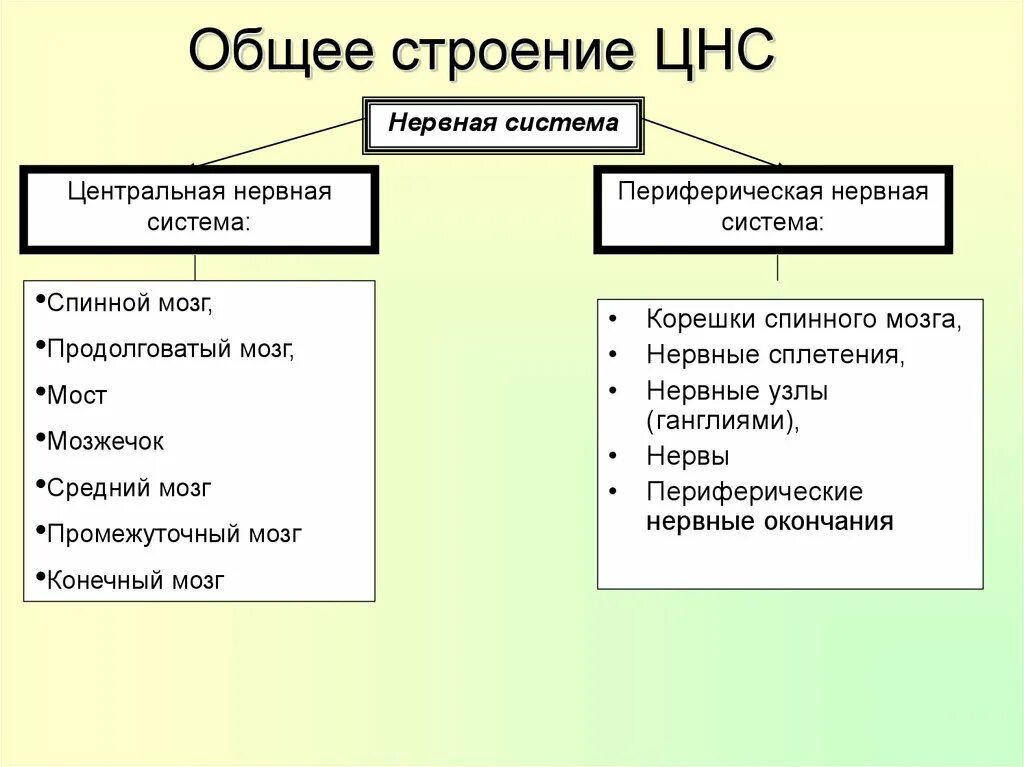 Роль отделов цнс. Принципы строения нервной системы. Общий план строения и функции ЦНС.. Общие принципы строения центральной нервной системы. Общие принципы строения нервной системы кратко.