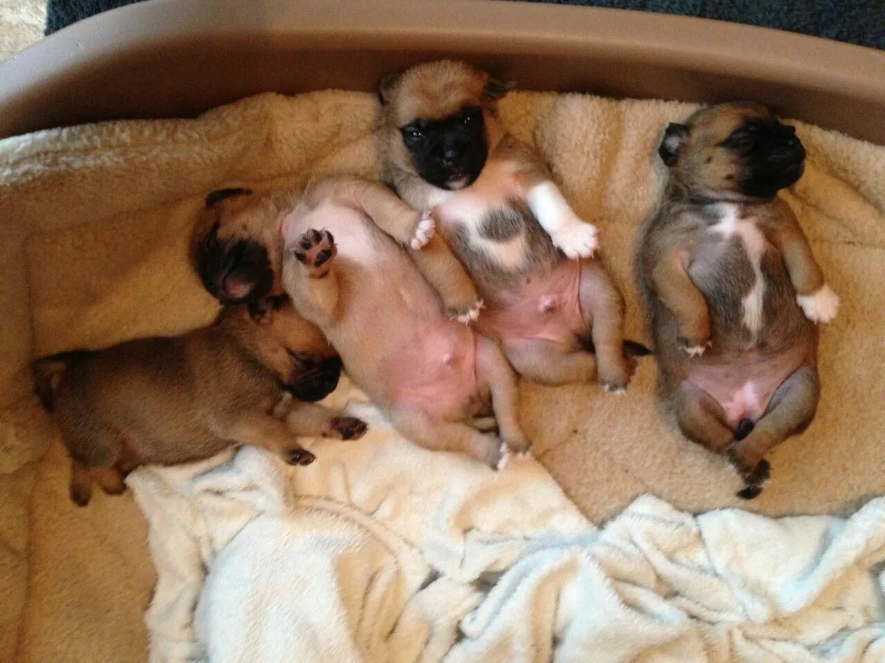 Маленькие щенки только родившиеся. Новорождённых щенки.