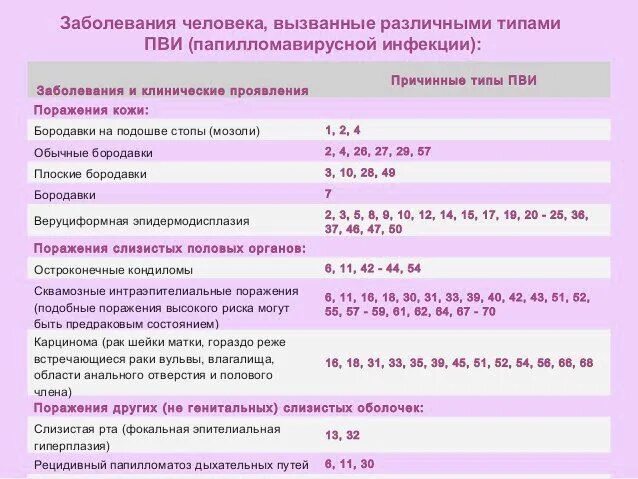 Папилломавирус онкогенные типы. Вирус папилломы человека 44 типа это. Высокоонкогенные типы ВПЧ.