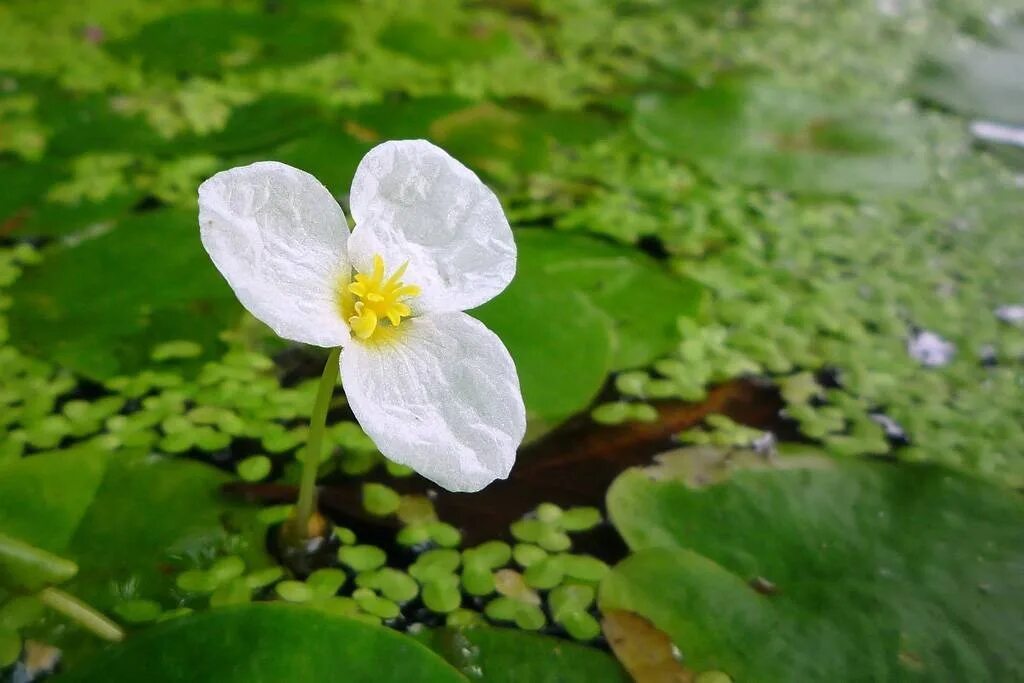 Водокрас обыкновенный. Водокрас Лягушачий. Водокрас Лягушачий (Hydrocharis morsus-Ranae). Водокрас Лягушачий, (Hydrócharis mórsus-Ránae).