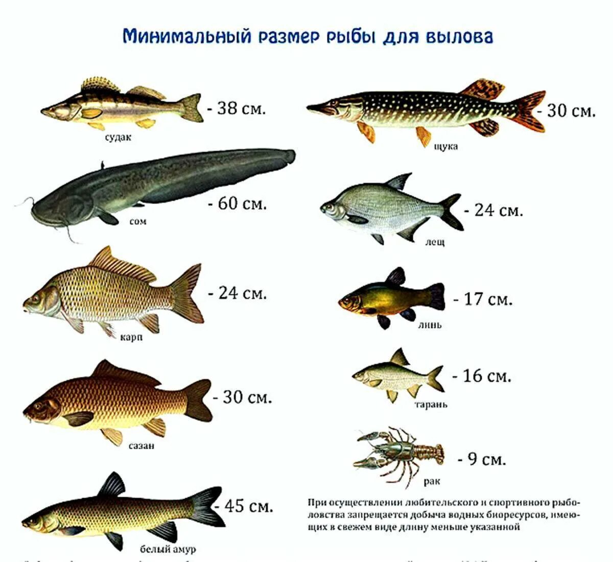 Какую рыбу сейчас можно ловить. Размер рыбы разрешенной к вылову. Допустимый размер рыбы разрешенный к вылову. Размер рыб, для улова. Размеры рыб для вылова.