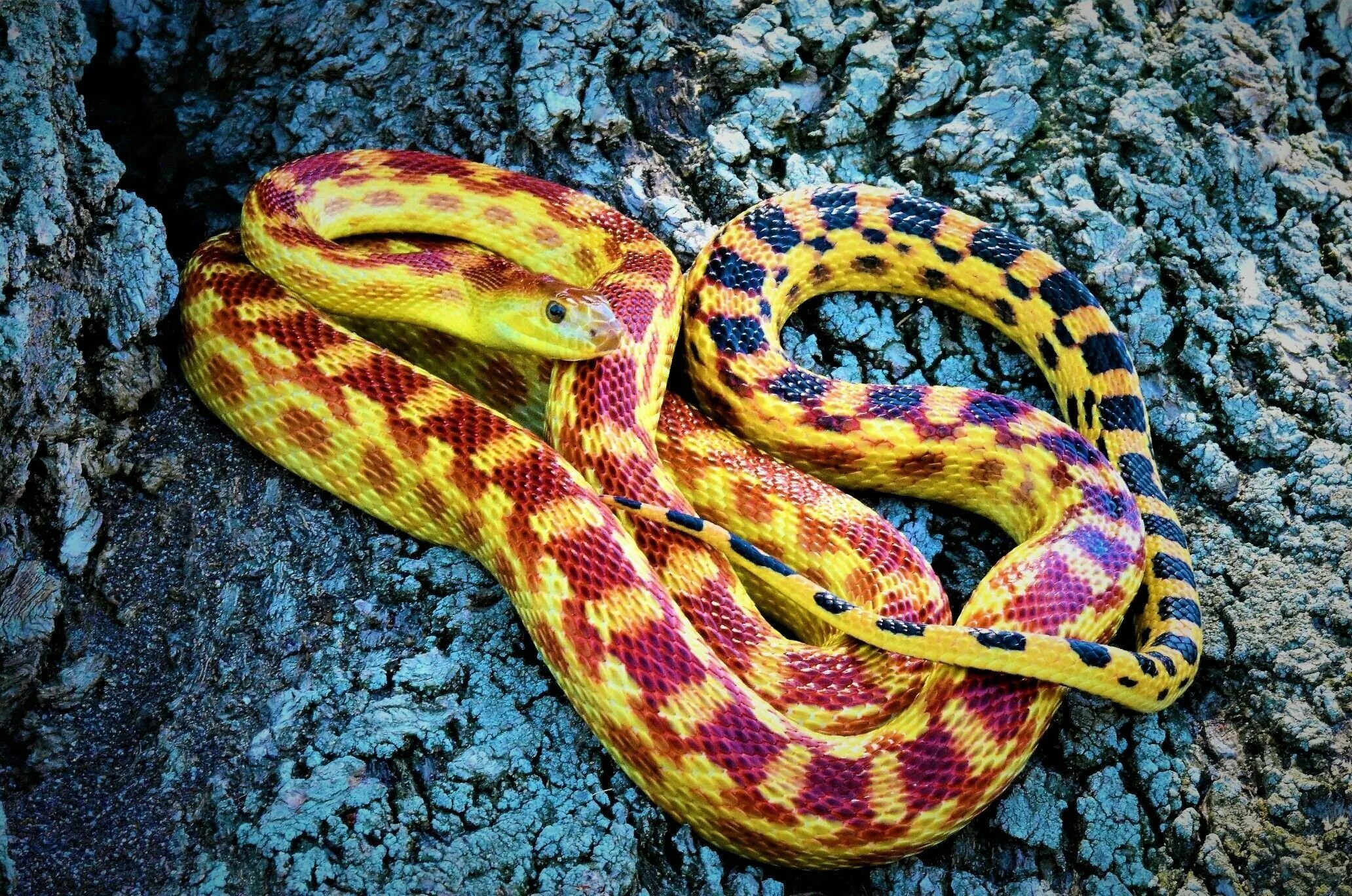 Красно желтая змея. Патагонский фиолетовый питон. Pituophis catenifer. Пятнистый полоз. Pituophis catenifer sayi.