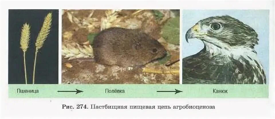 Цепь агроценоза. Пищевая цепь агроценоза. Пищевая цепочка пшеничного поля. Цепочка питания агроценоза. Пищевая цепь агроценоза пример.