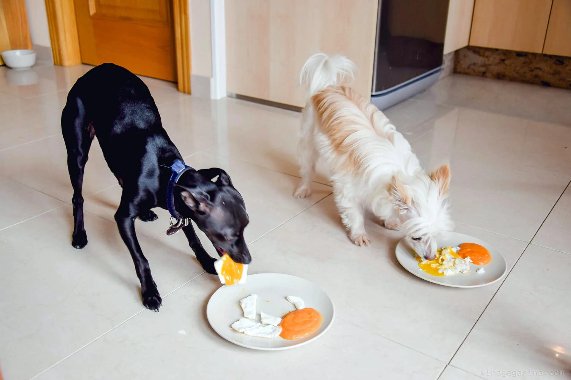 Еда для домашних животных. Животные и еда. Домашние животные питание. Питание собак.