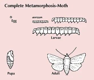 Метаморфоз 3