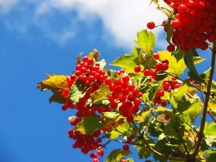 Украинский калина