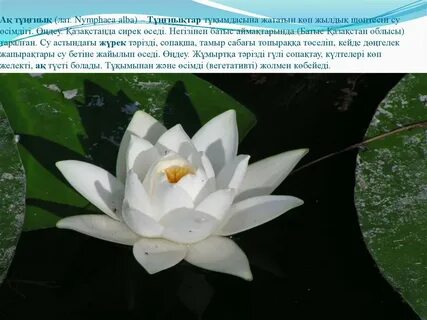 Веб-камера арқылы жыныстық қатынасқа түсетін веб-сайт пайдаланушылары