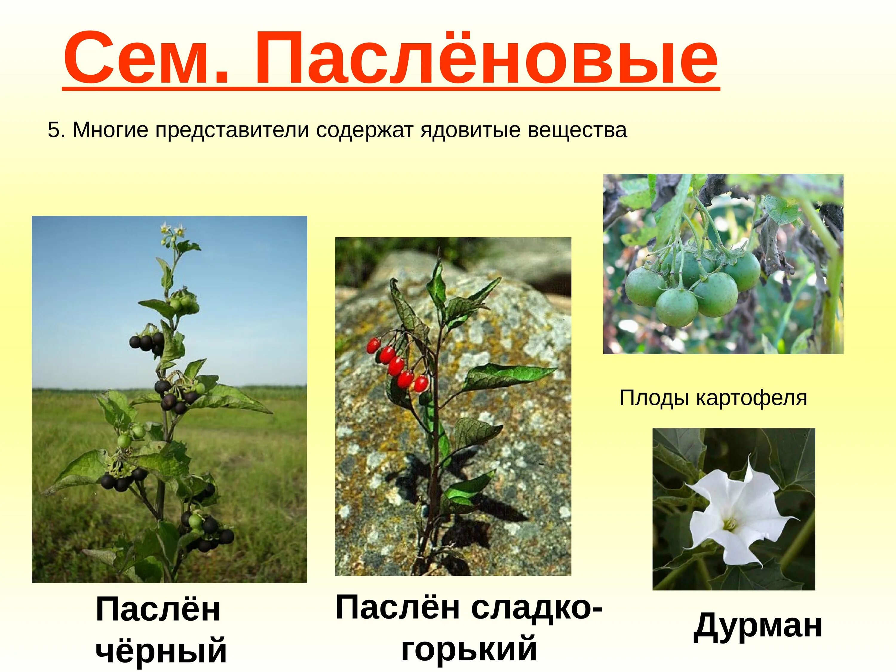 Пасленовые примеры названия. Семейство пасленовые. растения семейства пасленовых. пасленовые двудольные. двудольные растения пасленовые.