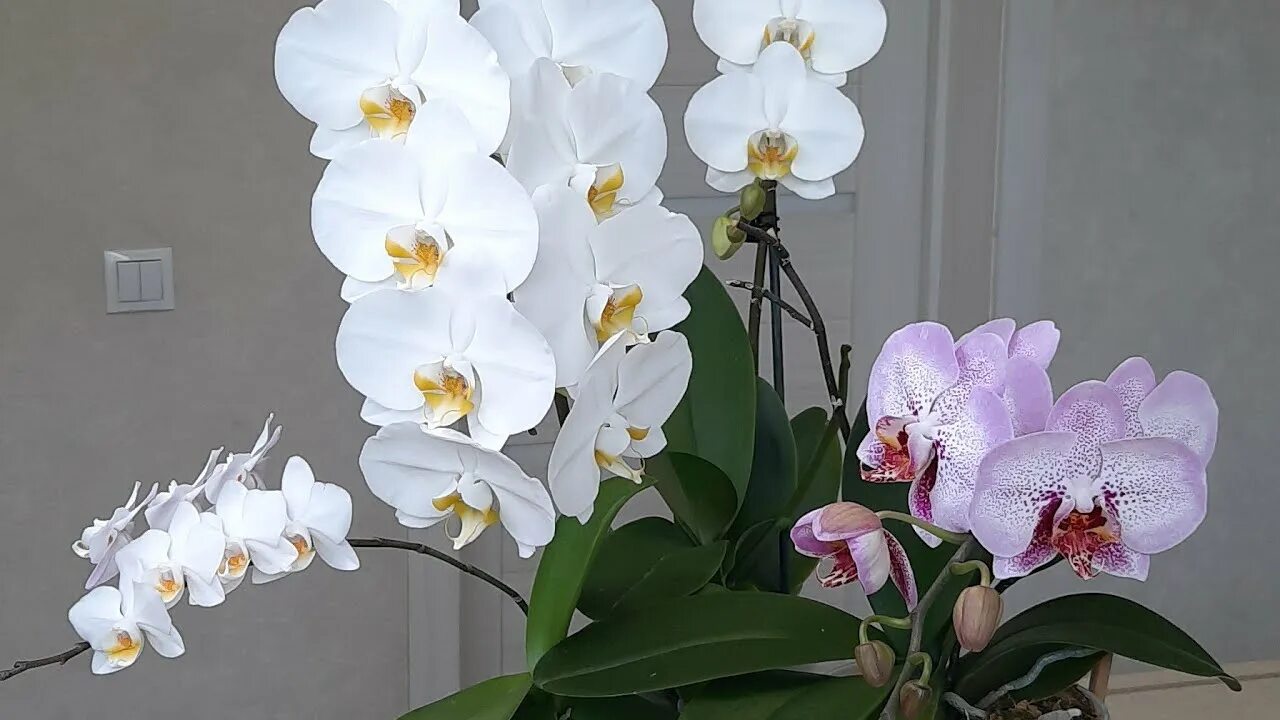 Orchid Artificial plants decor, Artificial plants and flowers, Orchids