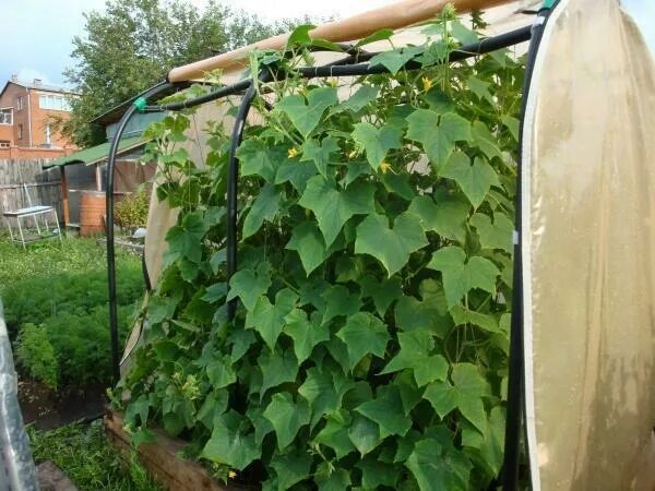 Tomato Ladder and Cucumber Trellis Cucumber trellis, Diy garden trellis, Garden 