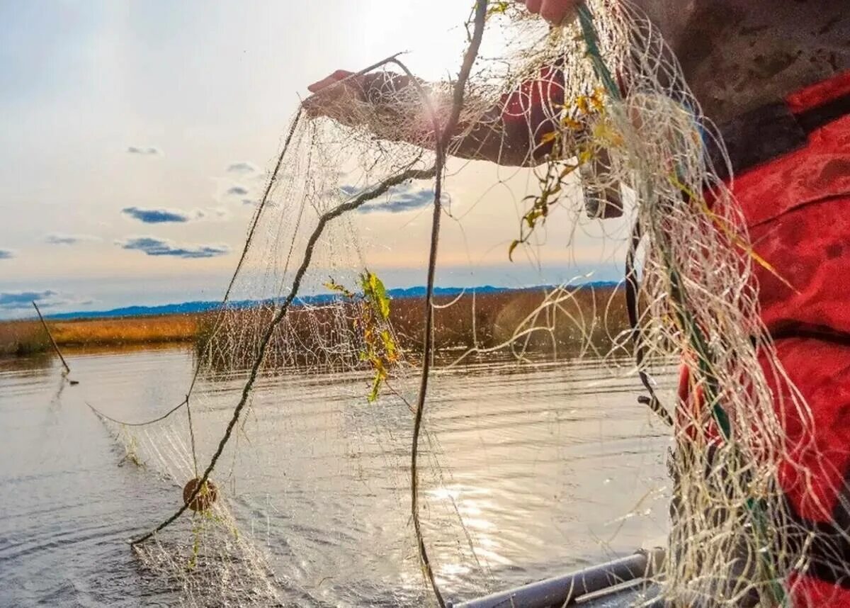 Штраф за ловлю сетями. Рыба в сети. Сеть для ловли телочек. Лов рыбы на севере сетьми.