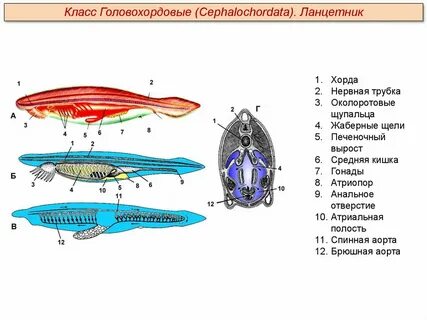 Ланцетник животное