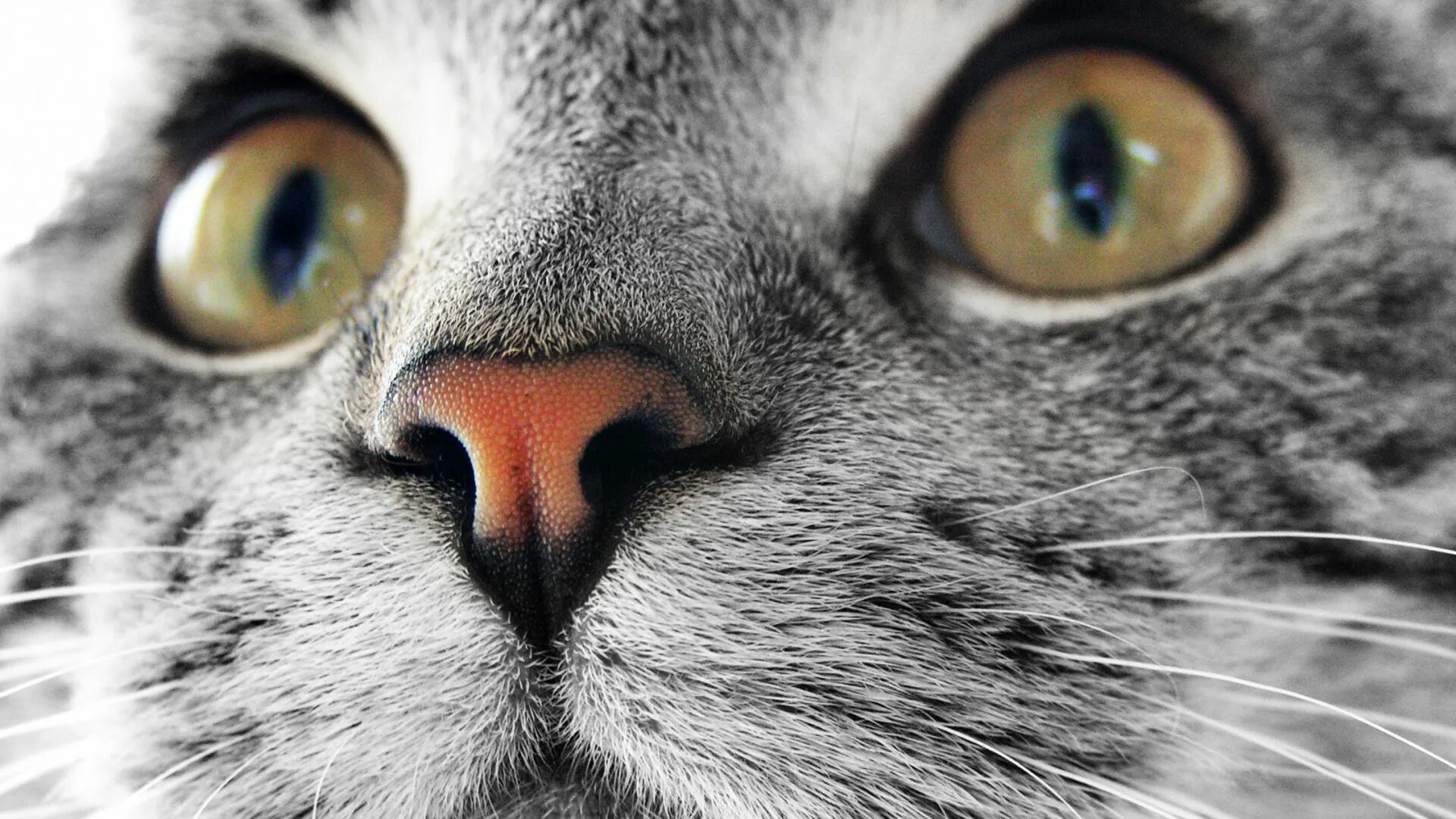 Коты. Кот на рабочий стол телефона. Красивые кошки. Милые веселые котята. Кошки маленькие.