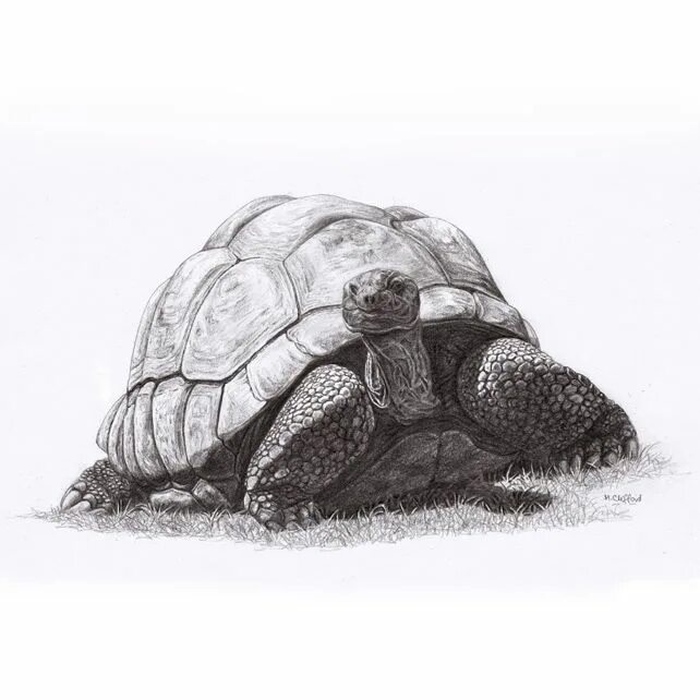 Скетчи черепах. Слоновая черепаха снизу. черепаха карандашом. черепаха набросок. черепаха рисунок карандашом.