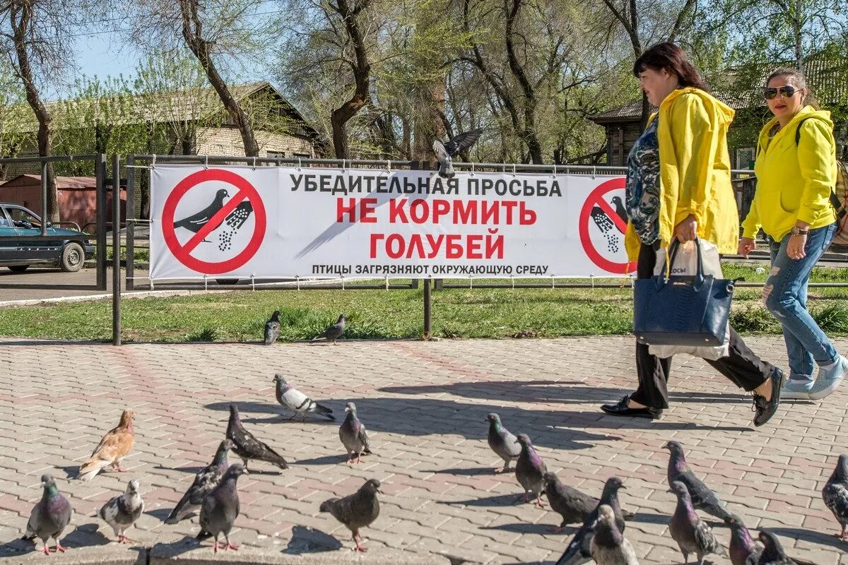 Не кормите голубей. Кормление птиц запрещено. Кормление голубей запрещено табличка. Кормить голубей.