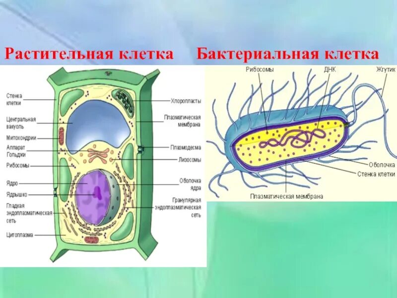 Грибная клетка отличия от растительной. Бактериальная и растительная клетка. Клетка растения. Клетка бактерии и растения. Животная растительная и бактериальная клетка.