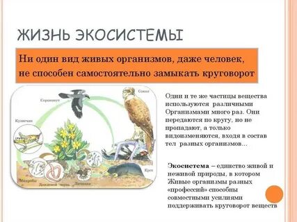 Суть жизни живого организма