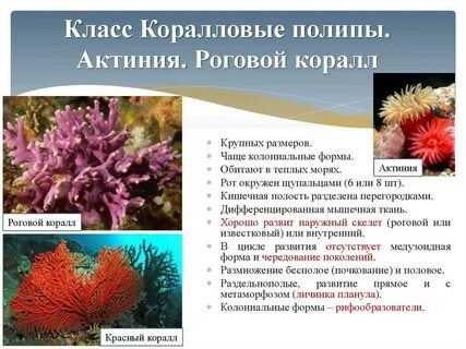 Коралловый полип какая группа