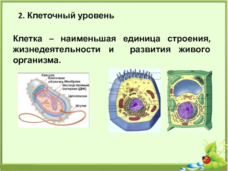 Основная единица живого. Клеточный уровень. Клетка единица строения живых организмов. Клетка это наименьшая единица строения. Клетка наименьшая единица строения и жизнедеятельности организмов.