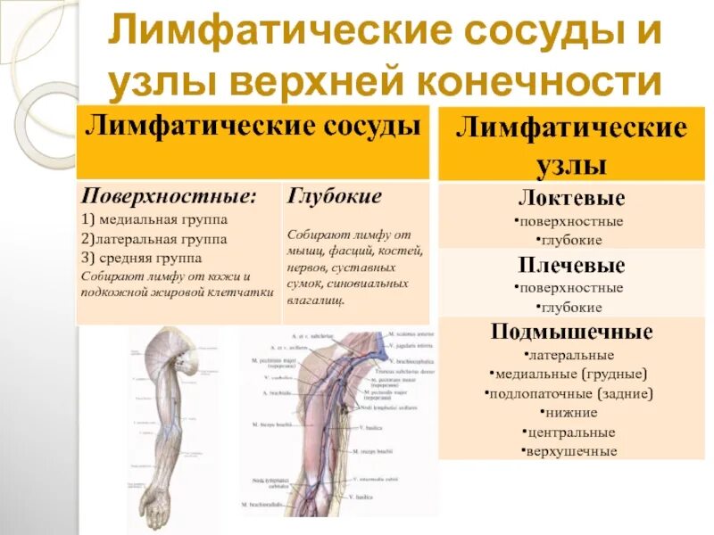 Лимфатические сосуды несут. Лимфатические сосуды и узлы верхней конечности. Пути лимфооттока от тканей верхней конечности. Лимфатические сосуды и регионарные узлы верхней и нижней конечности. Лимфатические сосуды и узлы верхней конечности анатомия.