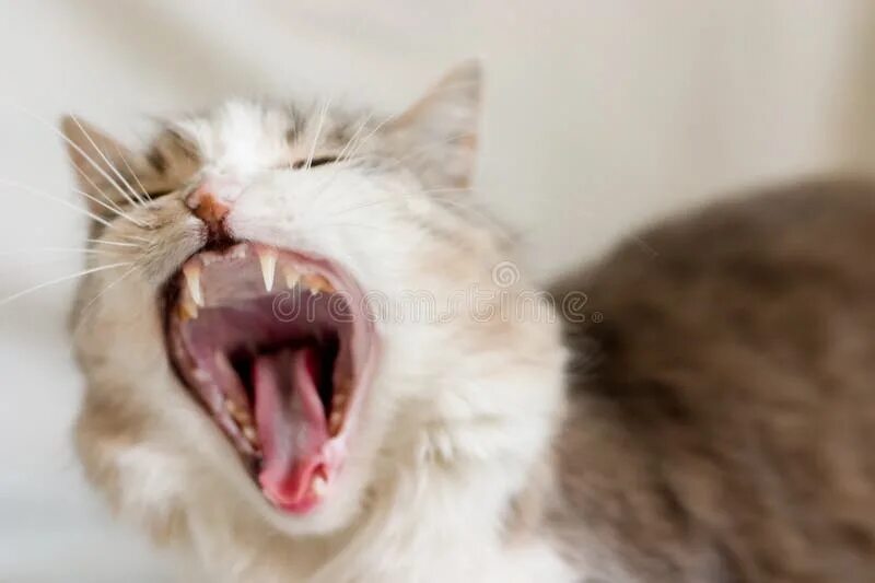 Video) How to Prevent your Cat from Spraying -----------------------------------
