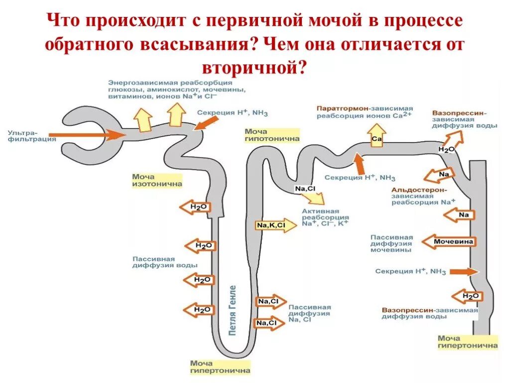 Последовательность движения мочи в организме человека. Вторичная моча механизм образования. Нефрон образование первичной и вторичной. Механизм образования первичной мочи и вторичной мочи. Строение нефрона механизм образования мочи.